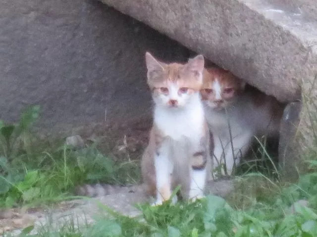 晓生活 琵琶湖旅游推介 3 可爱日本招财猫发源地 彦根城 晓生活和风概念馆